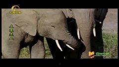 大象视频在线免费观国产,免费畅享国产影视盛宴